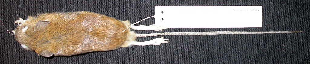 Oligoryzomys chacoensis Vertebrate Collection UWSP